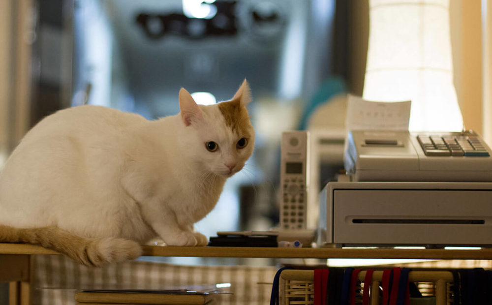 cat cafés en barcelona
