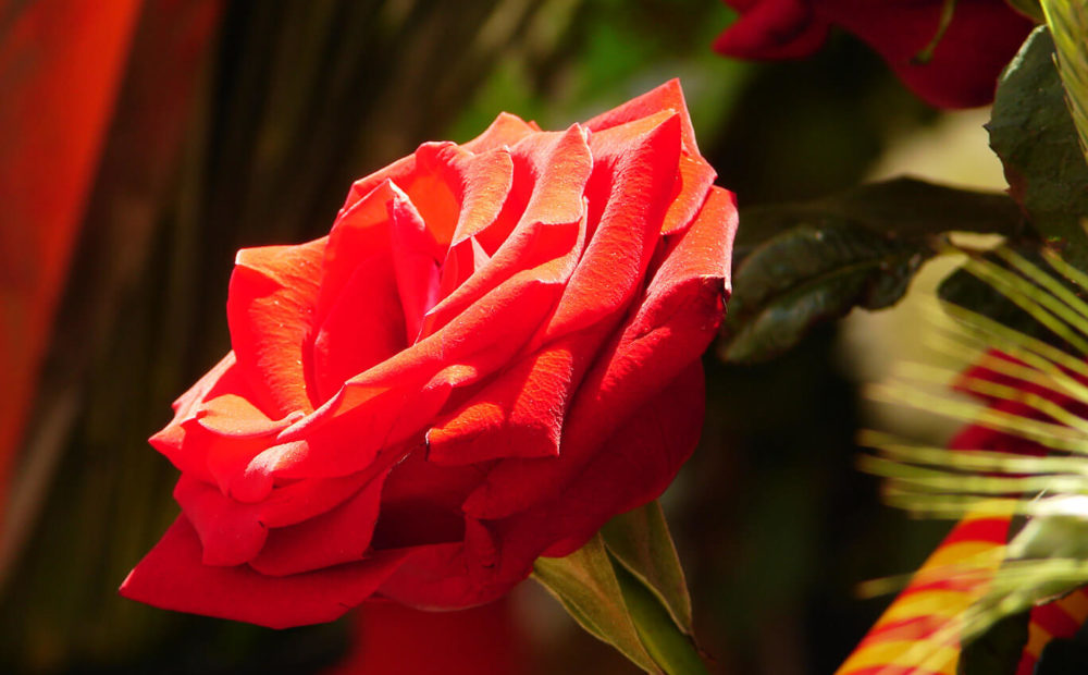 barcelona en primavera