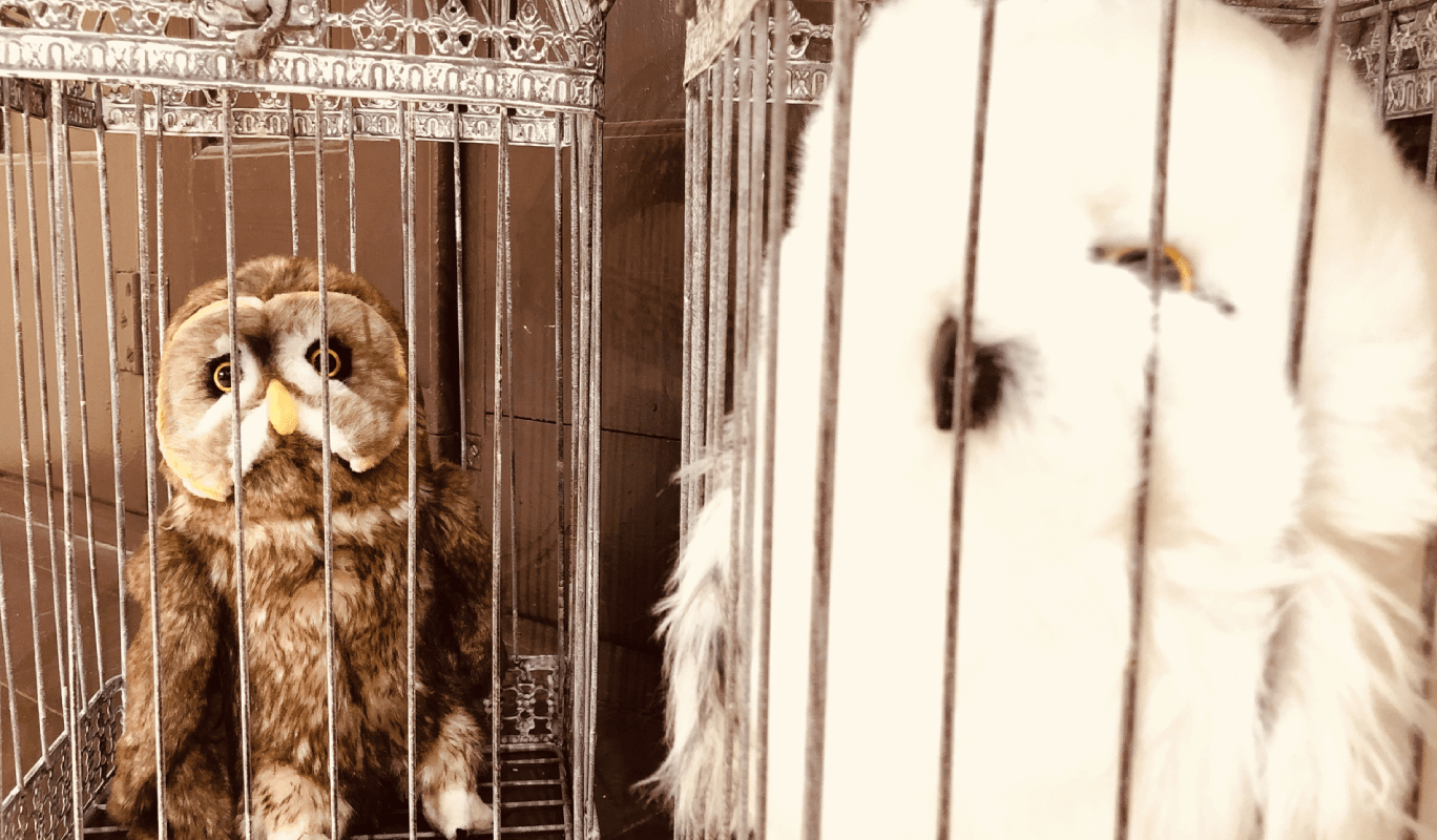 Cartel de la Harry Potter Book Night en Barcelona